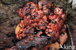 Beefsteak Fungus (Fistulina hepatica)