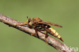 Hornet robberfly (Asilus crabroniformis)