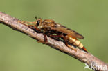 Hornet robberfly (Asilus crabroniformis)