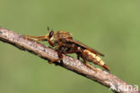 Hornet robberfly (Asilus crabroniformis)