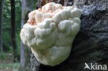 Pruikzwam (Hericium erinaceus)