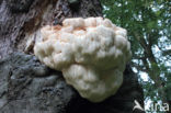 Pruikzwam (Hericium erinaceus)