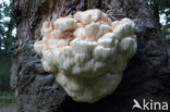 Pruikzwam (Hericium erinaceus)