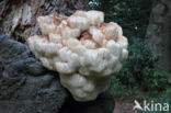 Pruikzwam (Hericium erinaceus)