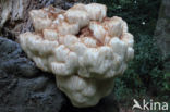 Pruikzwam (Hericium erinaceus)