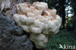 Pruikzwam (Hericium erinaceus)