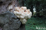 Pruikzwam (Hericium erinaceus)