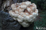 Pruikzwam (Hericium erinaceus)