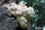 Pruikzwam (Hericium erinaceus)