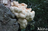 Pruikzwam (Hericium erinaceus)