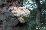 Pruikzwam (Hericium erinaceus)