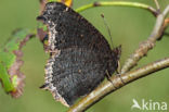 Camberwell Beauty (Nymphalis antiopa)