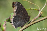 Camberwell Beauty (Nymphalis antiopa)