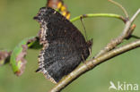 Camberwell Beauty (Nymphalis antiopa)