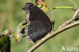 Camberwell Beauty (Nymphalis antiopa)