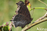 Camberwell Beauty (Nymphalis antiopa)