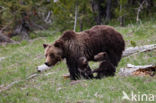 Grizzly Bear (Ursus arctos horribilis)