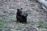 Grizzly Bear (Ursus arctos horribilis)