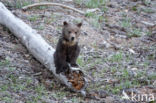 Grizzly Bear (Ursus arctos horribilis)