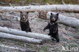 Grizzly Bear (Ursus arctos horribilis)