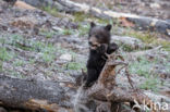 Grizzly Bear (Ursus arctos horribilis)