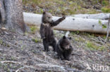 Grizzly Bear (Ursus arctos horribilis)