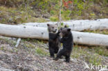 Grizzly Bear (Ursus arctos horribilis)