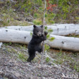 Grizzly Bear (Ursus arctos horribilis)