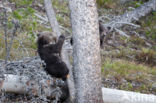 Grizzly Bear (Ursus arctos horribilis)