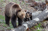 Grizzly Bear (Ursus arctos horribilis)