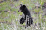 American black bear (Ursus americanus)