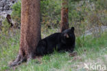 American black bear (Ursus americanus)