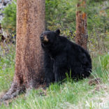 American black bear (Ursus americanus)