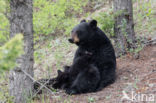 American black bear (Ursus americanus)