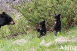 American black bear (Ursus americanus)