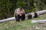 Grizzly Bear (Ursus arctos horribilis)