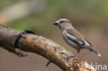 Appelvink (Coccothraustes coccothraustes)