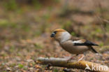 Hawfinch (Coccothraustes coccothraustes)