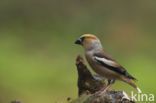 Appelvink (Coccothraustes coccothraustes)