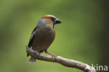 Hawfinch (Coccothraustes coccothraustes)