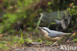 Boomklever (Sitta europaea caesia)