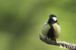 Koolmees (Parus major)