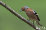 Vink (Fringilla coelebs)