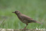 Song Thrush (Turdus philomelos)