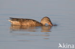 Slobeend (Anas clypeata)