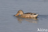 Slobeend (Anas clypeata)