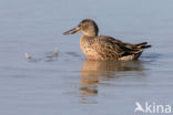 Northern Shoveler (Anas clypeata)