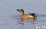 Slobeend (Anas clypeata)