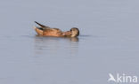 Northern Shoveler (Anas clypeata)