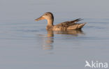 Northern Shoveler (Anas clypeata)